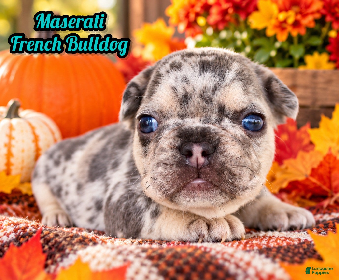 French Bulldog dogs for sale: Maserati Male AKC French Bulldog - Ad 1