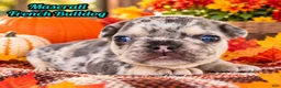 French Bulldog dogs for sale: Maserati Male AKC French Bulldog - Ad 1