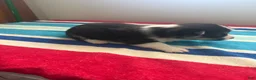 Welsh Corgi Pembroke dogs for sale: Duke - Ad 9