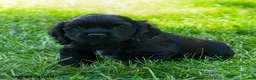 Cocker Spaniel dogs for sale: Maxwell - Ad 4