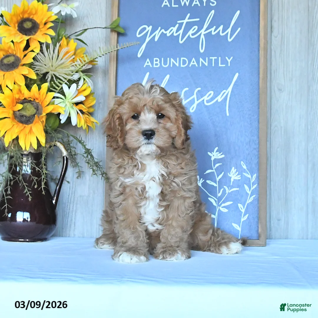 Cavapoo dogs for sale: Ivan - Ad 2