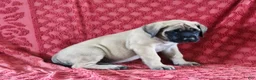 English Mastiff dogs for sale: Daisy - Ad 3