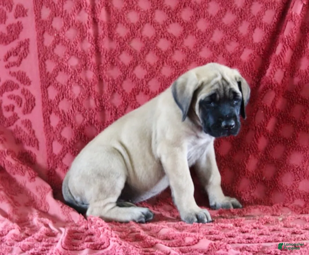 English Mastiff dogs for sale: Daisy - Ad 3