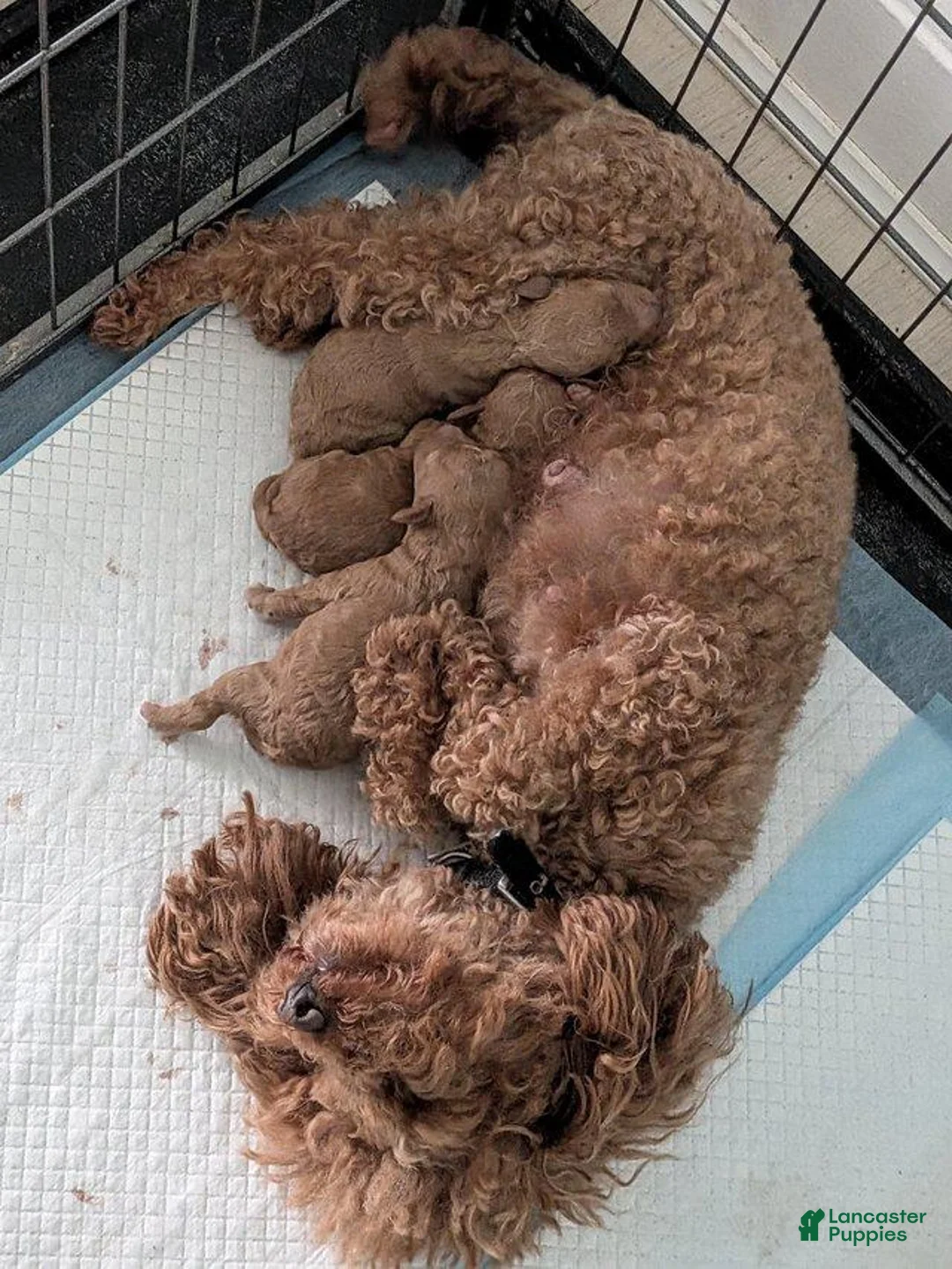 Toy Poodle dogs for sale: Toy Poodle 1 - Ad 1