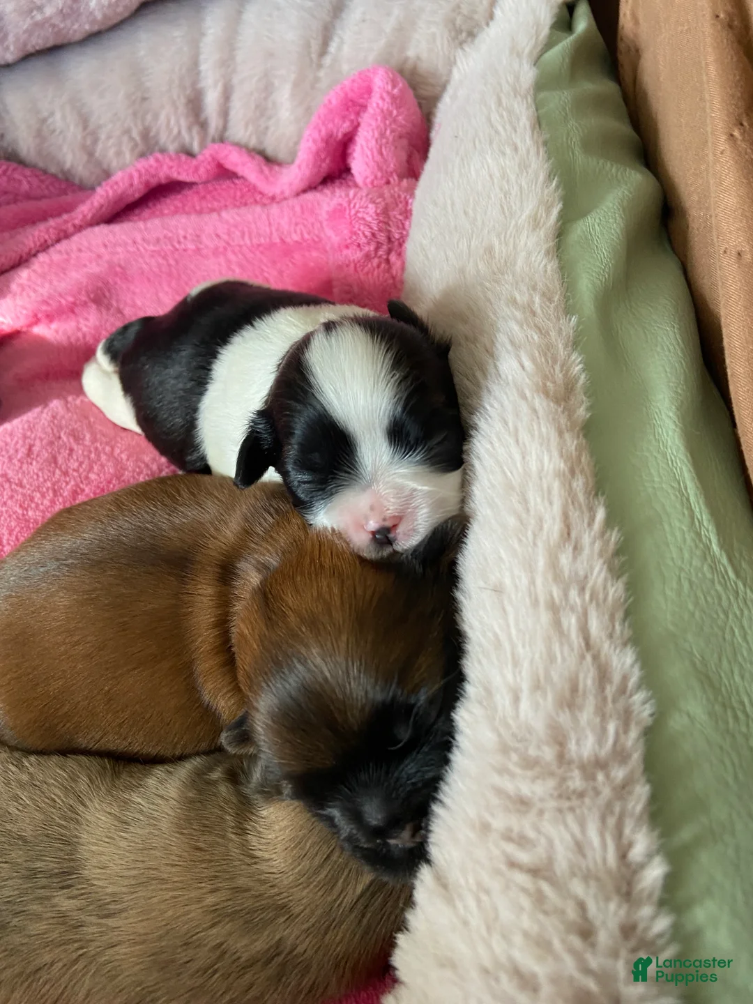Shih Tzu dogs for sale: Shih Tzu Puppy 1 - Ad 2