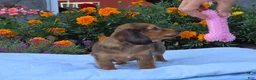 Miniature Dachshund dogs for sale: Lemon - Ad 3