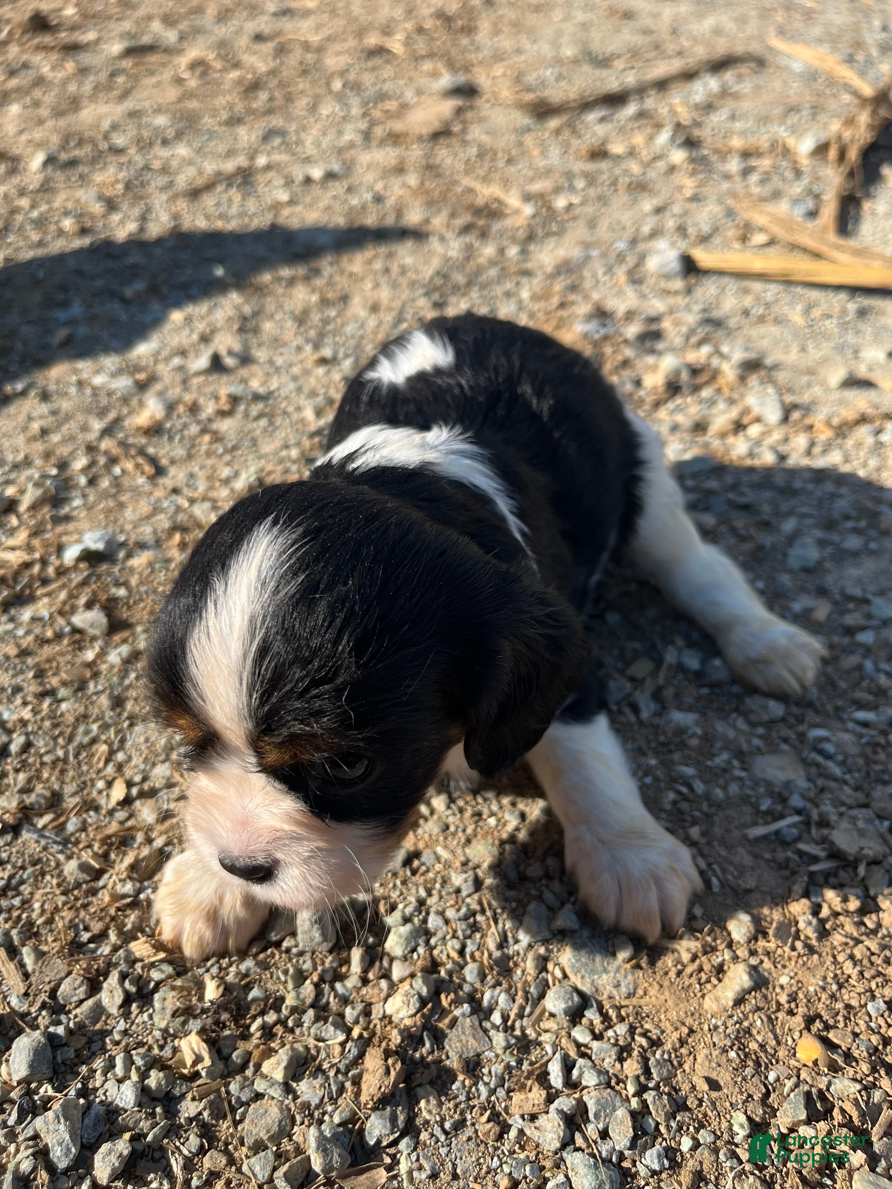 Cavalier King Charles Spaniel dogs Bella - Ad 2