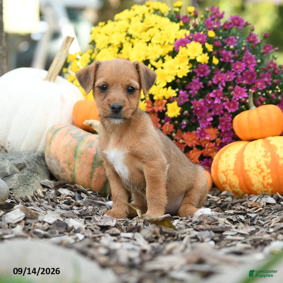 Mixed Breed dogs Daisy - Ad 1