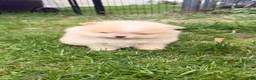Pomeranian dogs for sale: Pomeranian Puppy 2 - Ad 3