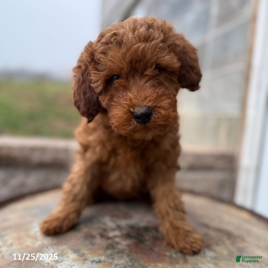 Irish Doodle dogs for sale: Fancy - Ad 4