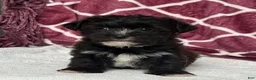 Yochon dogs for sale: Rex - Ad 2