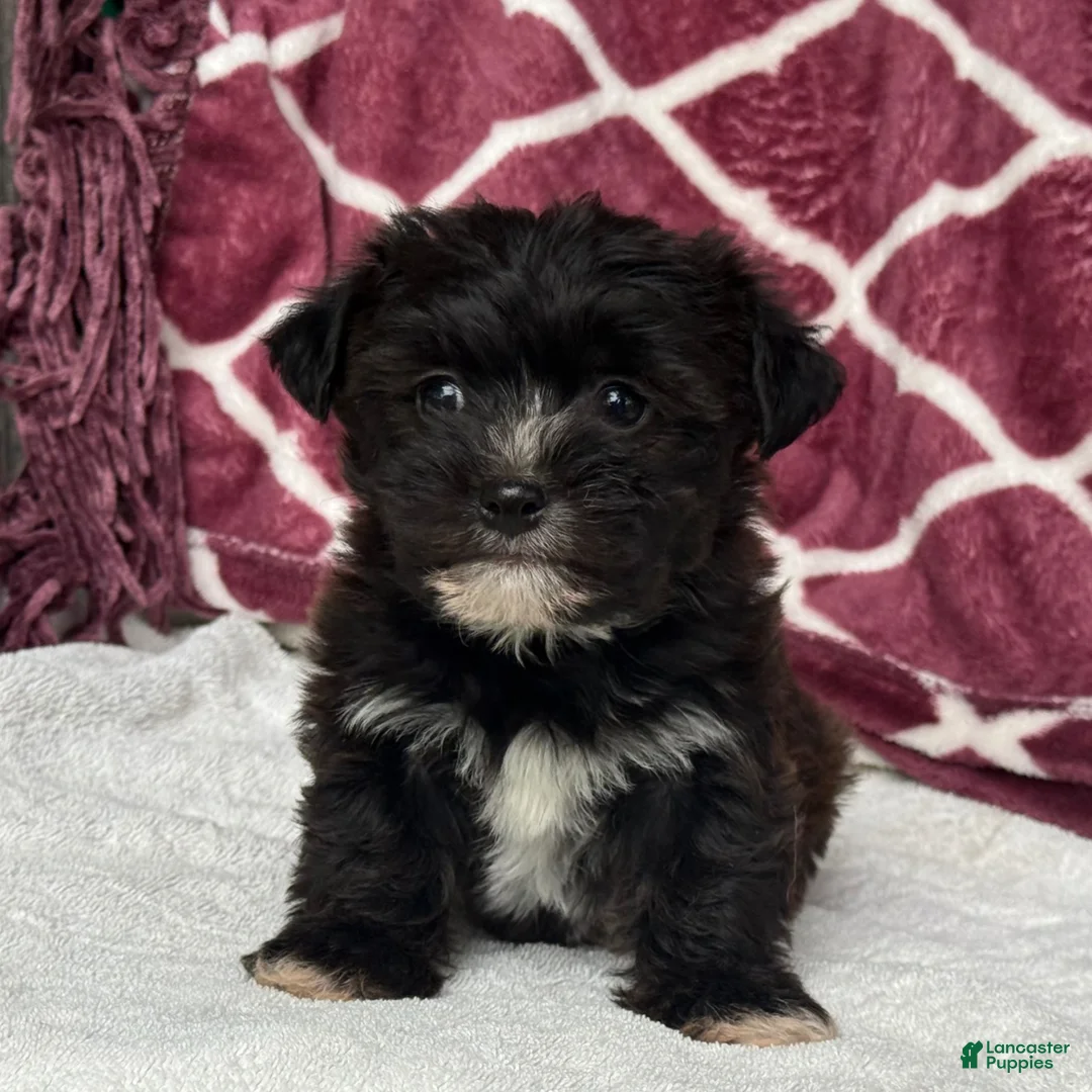 Yochon dogs for sale: Rex - Ad 2