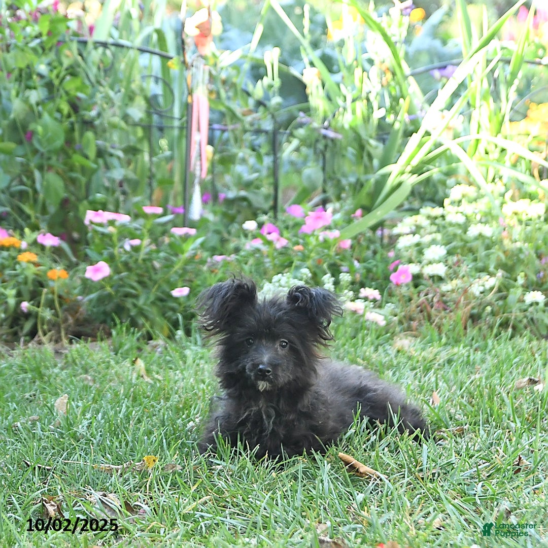 Pomapoo dogs for sale: Lil Scottie - Ad 9