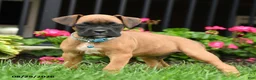 Boxer dogs for sale: Tanner - Ad 3