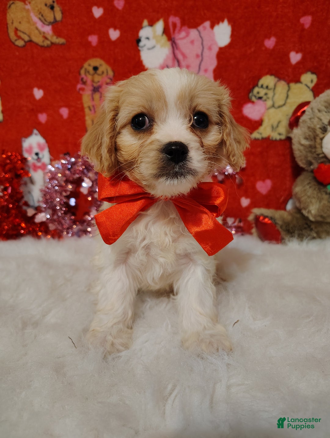 Cavapoo dogs for sale: Lola - Ad 6