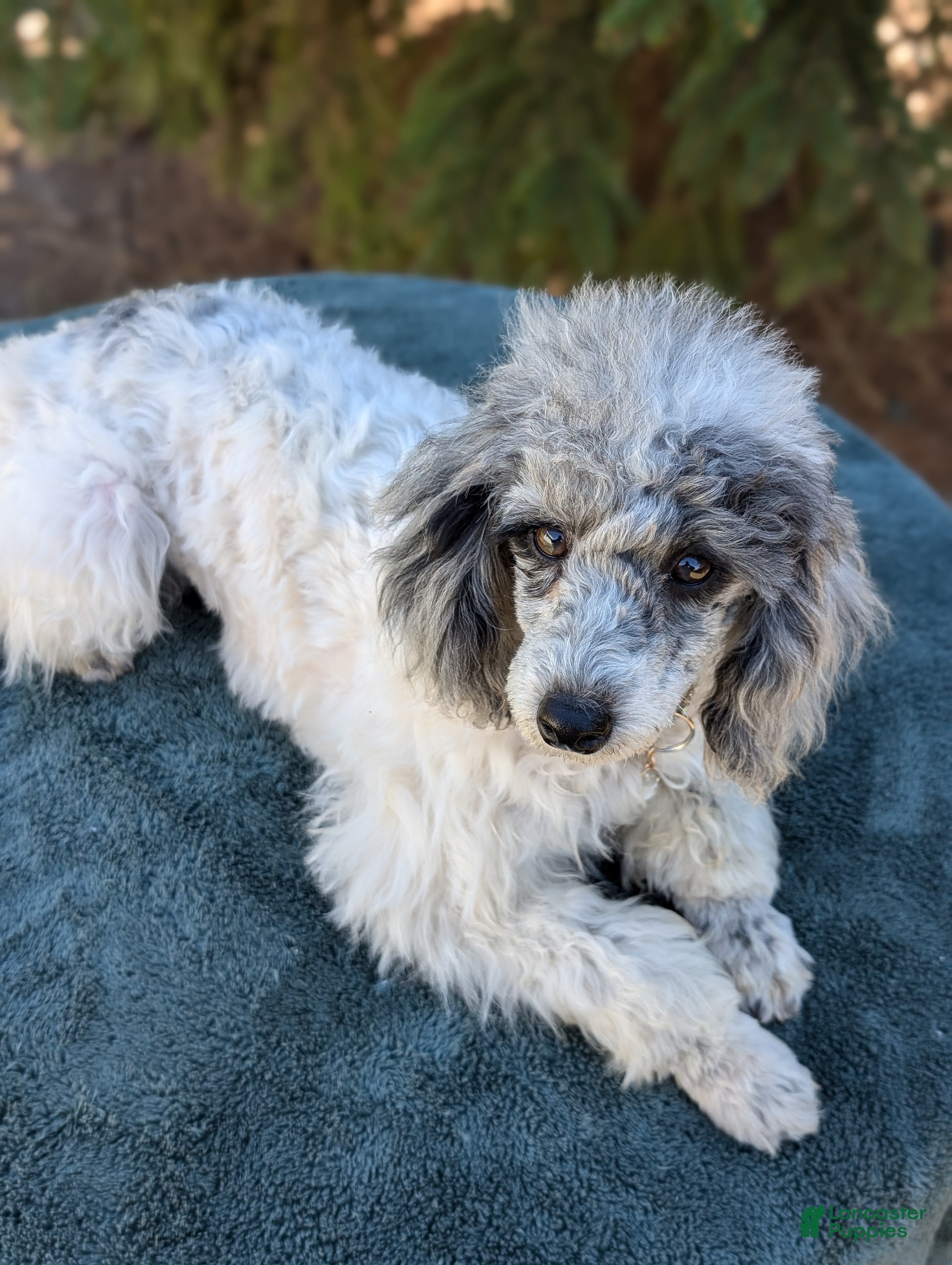 Pudelpointer Puppies for sale in Indiana Lancaster Puppies
