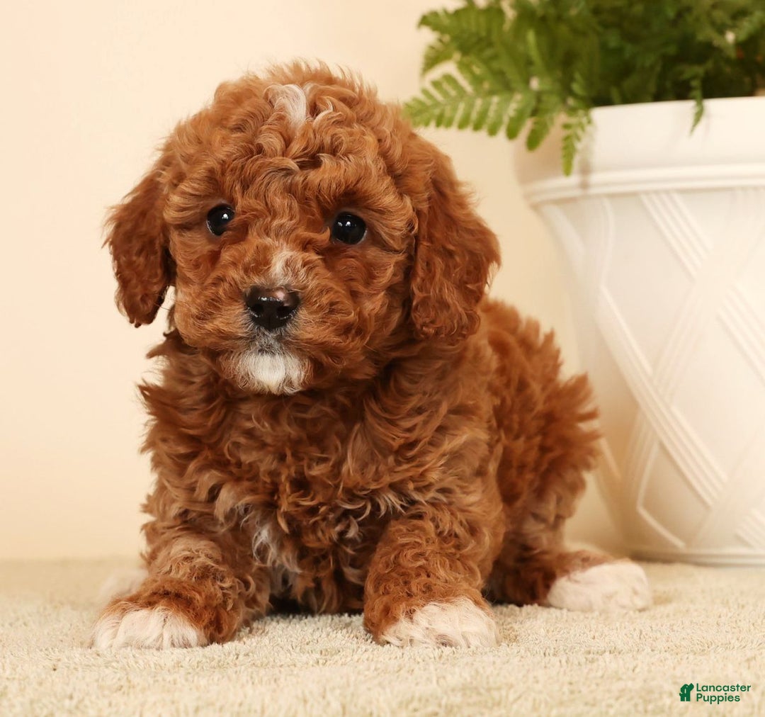Mini Goldendoodle dogs for sale: Joy - Ad 3