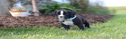 Boxer dogs for sale: Lance - Ad 6