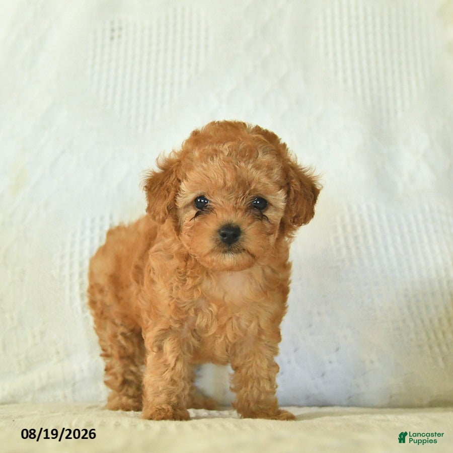 Toy Poodle dogs Moonbeam  - Ad 1