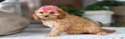 Cavapoo dogs for sale: Amelia - Ad 4