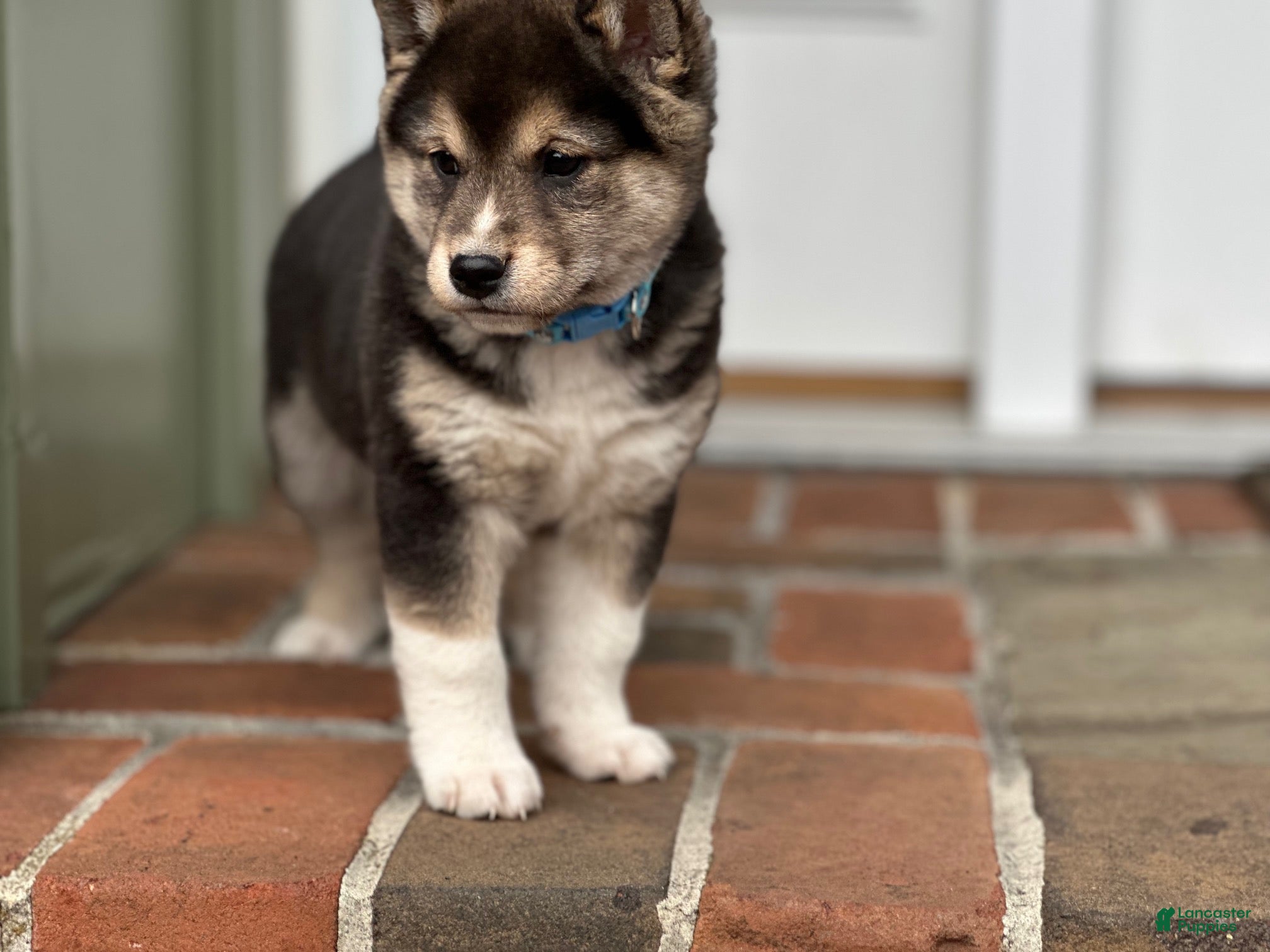 Shiba Inu dogs Maverick - Ad 1