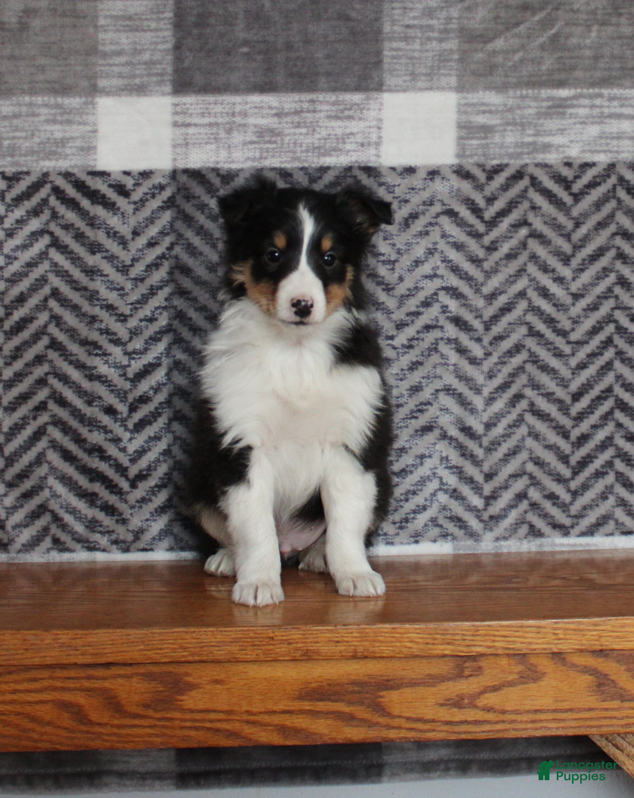 Mixed Breed dogs Star - Ad 13