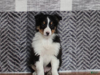 Mixed Breed dogs Star - Ad 24