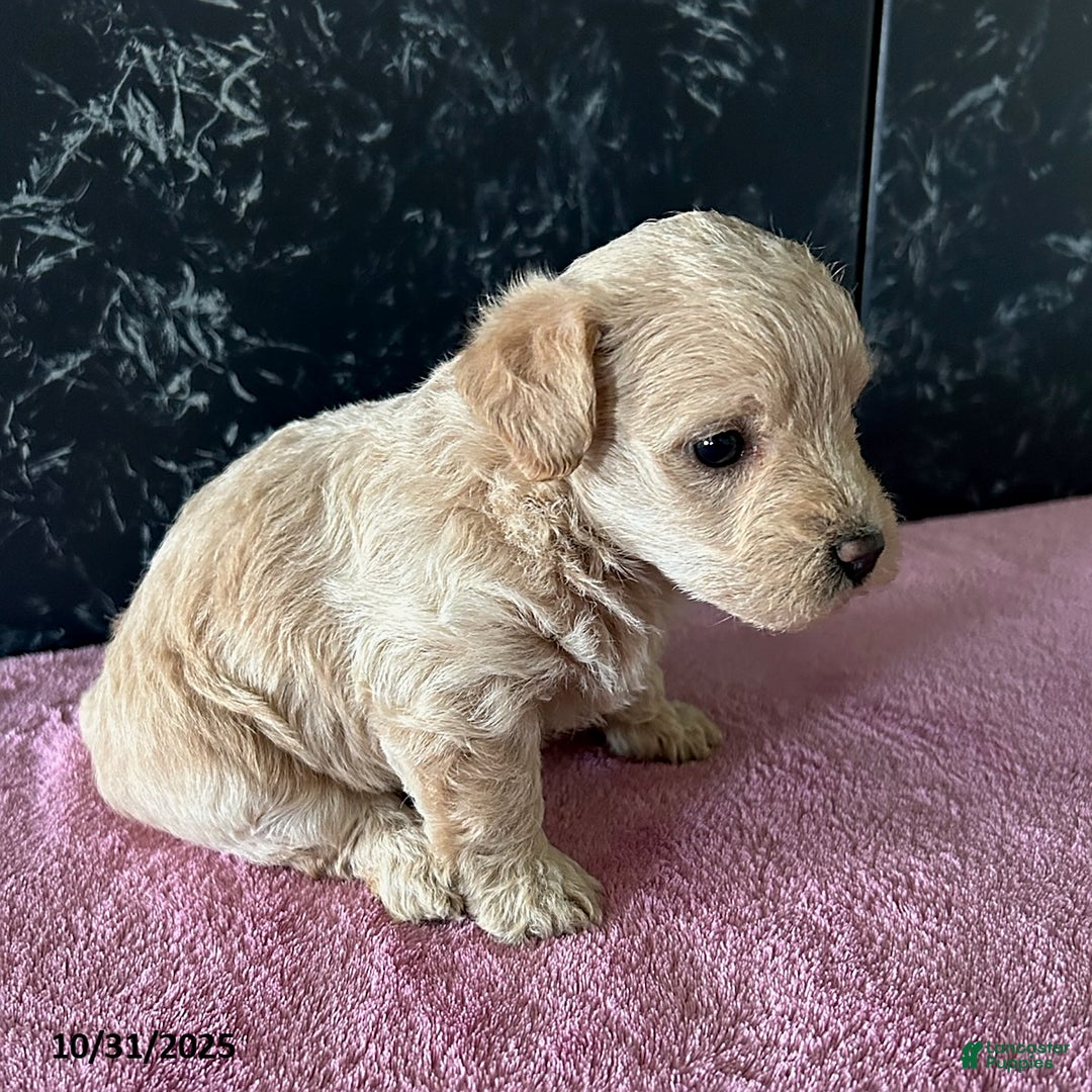 Mixed Breed dogs for sale: Bella   - Ad 2