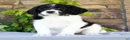 Saint Berdoodles dogs for sale: Alice - Ad 5
