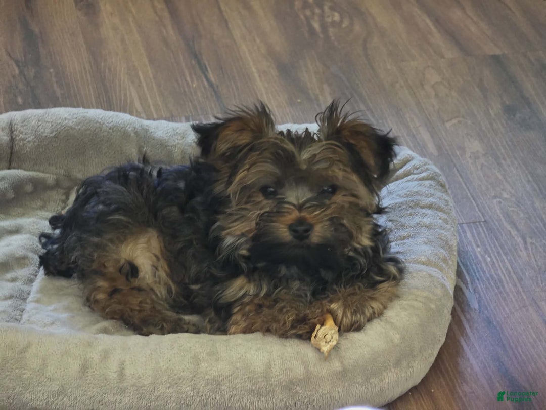 Yorkshire Terrier dogs for sale: Ash teacup male - Ad 2