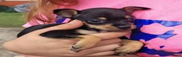Chihuahua dogs for sale: Trevor (teacup) - Ad 3