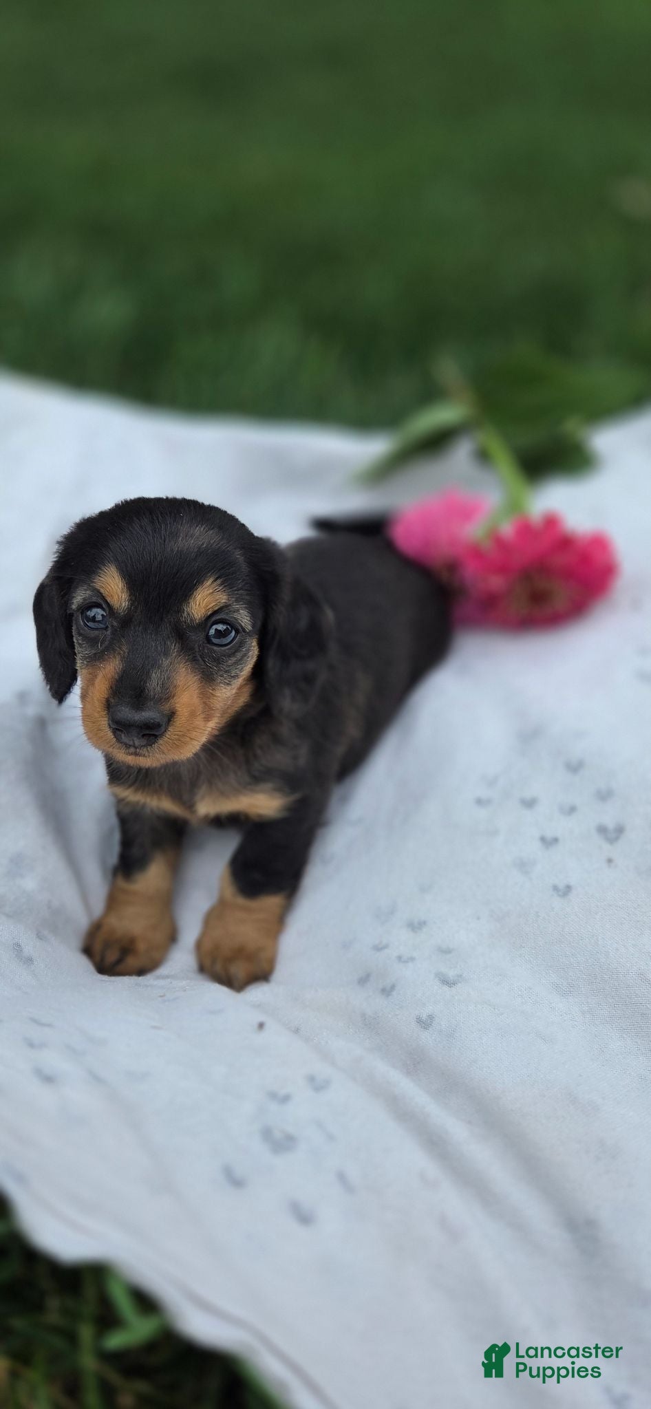 Miniature Dachshund dogs Jasmine - Ad 1