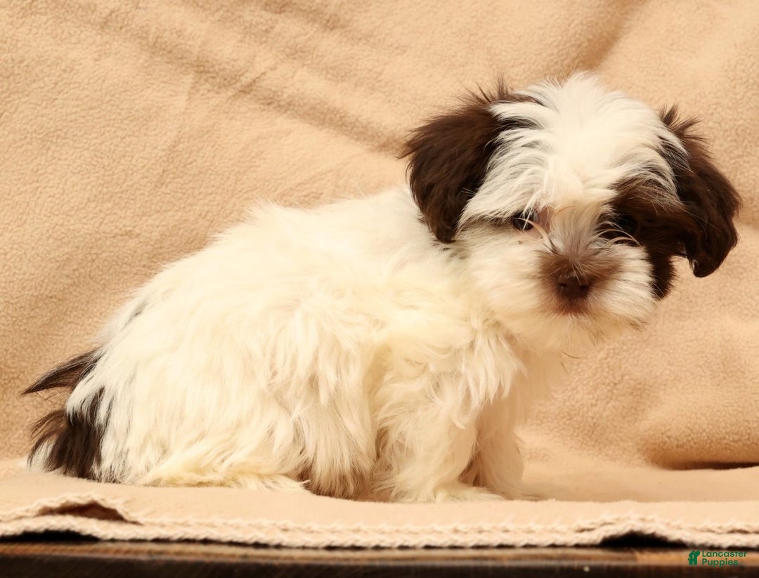 Havanese dogs for sale: Bella - Ad 7