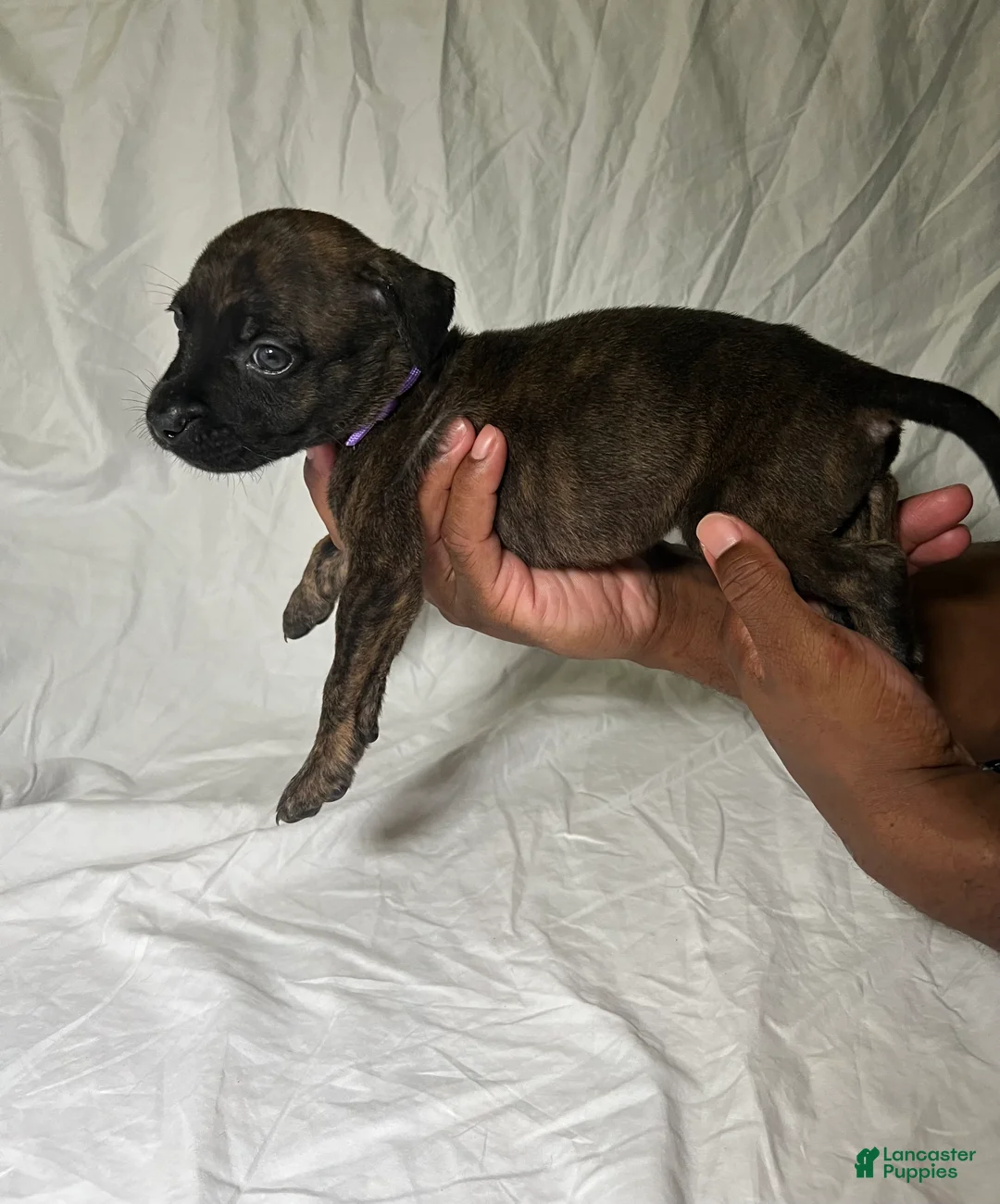 Presa Canario dogs for sale: Presa Canario 9 - Ad 2