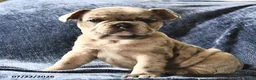 French Bulldog dogs for sale: Snow White  - Ad 1