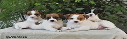 Jack Russell Terrier dogs for sale: Shelly - Ad 3