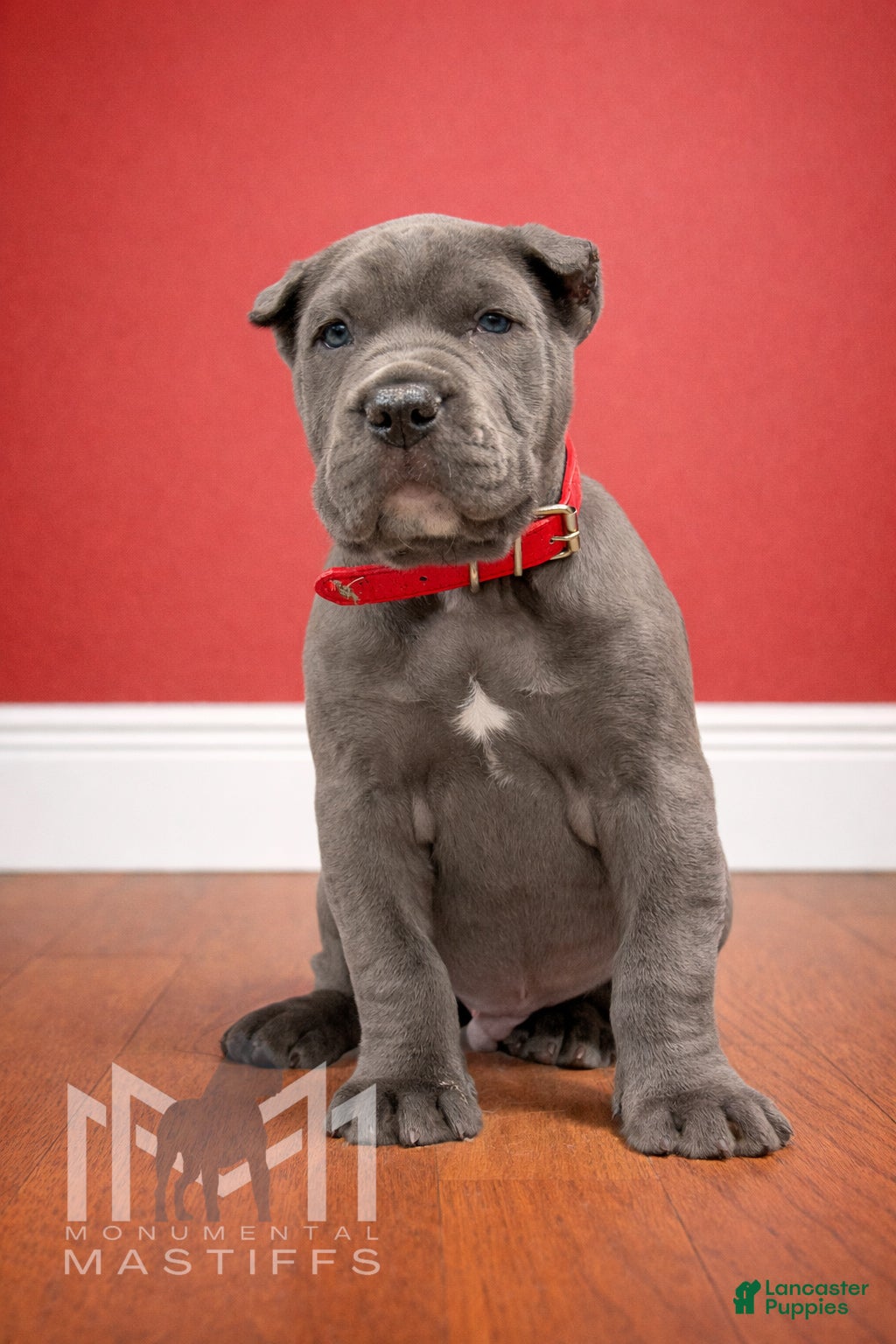 Mixed Breed dogs for sale: Red Collar Male - Ad 3