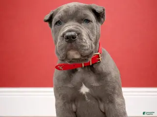 Mixed Breed dogs Red Collar Male - Ad 6