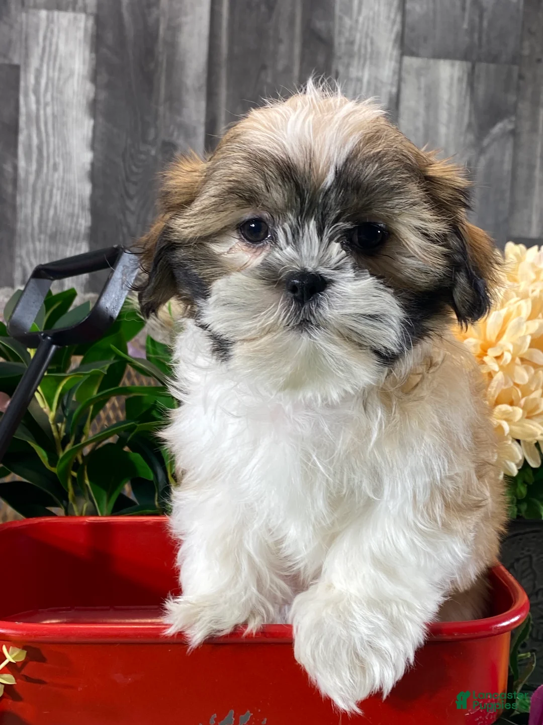 Shih Tzu dogs for sale: Saint - Ad 1