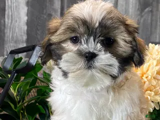 Shih Tzu dogs Saint - Ad 30
