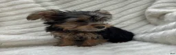 Yorkshire Terrier dogs for sale: Vinny - Ad 4