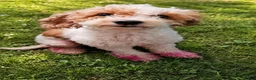 Mixed Breed dogs for sale: Mixed Breed 1 - Ad 2