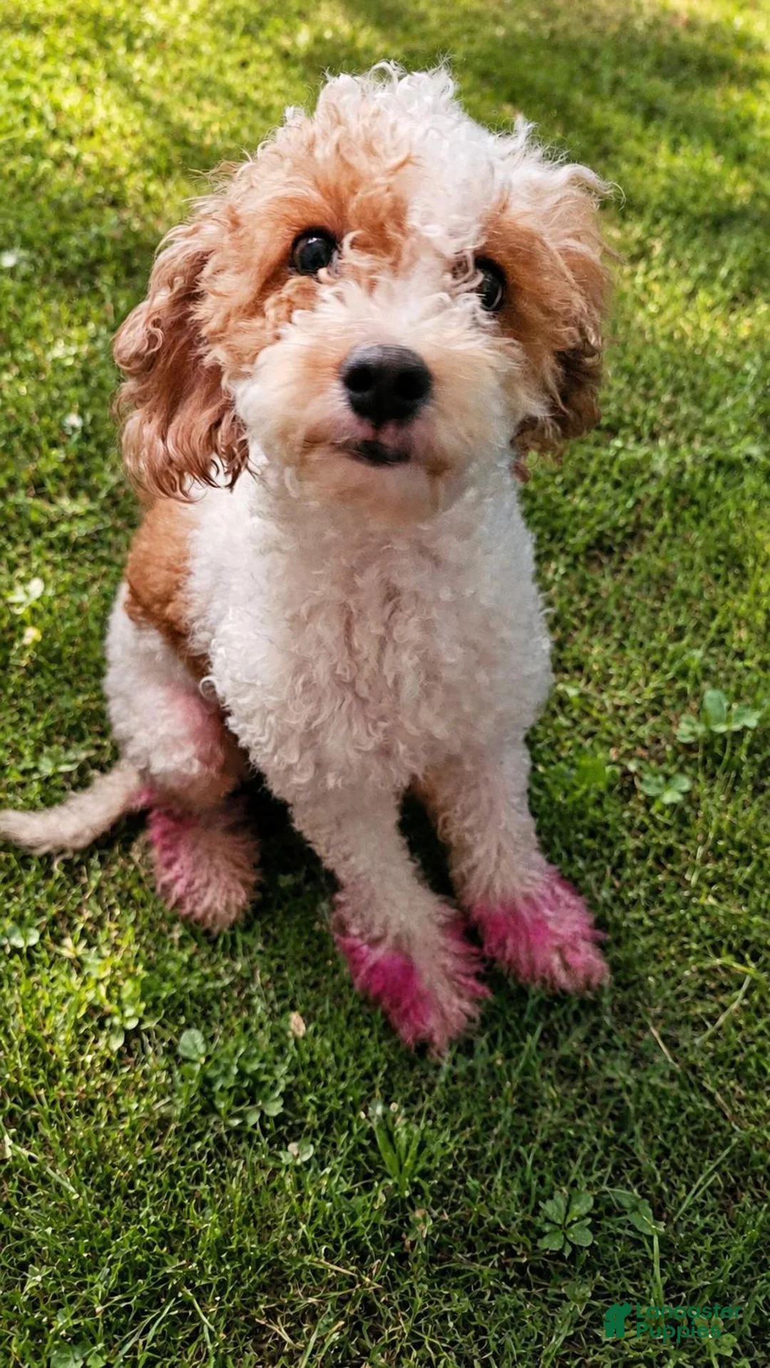Mixed Breed dogs for sale: Mixed Breed 1 - Ad 2