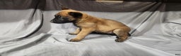 Belgian Malinois dogs for sale: Yellow - Ad 3