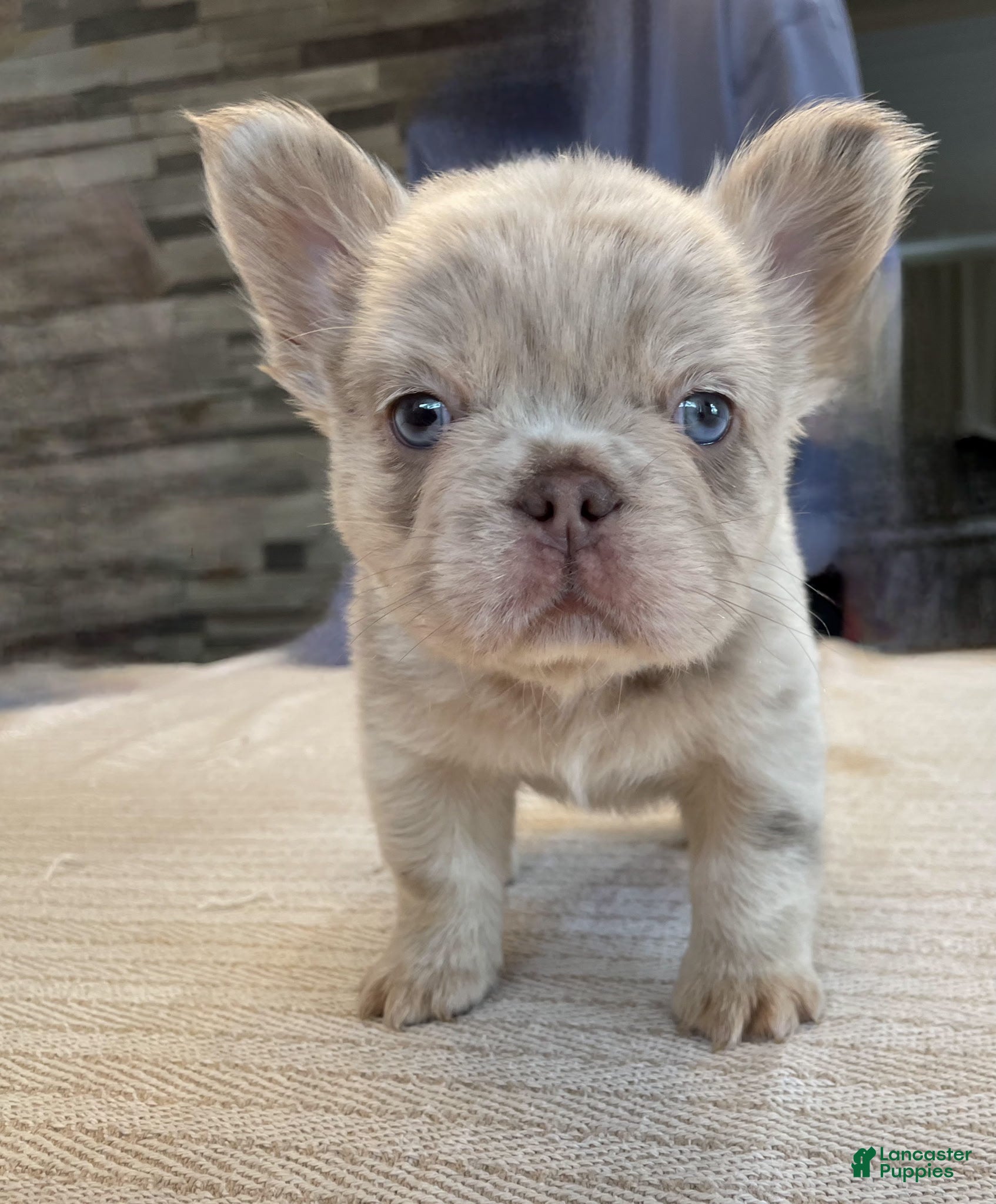 French Bulldog dogs Bingo - Ad 1