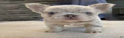 French Bulldog dogs for sale: Bingo - Ad 1
