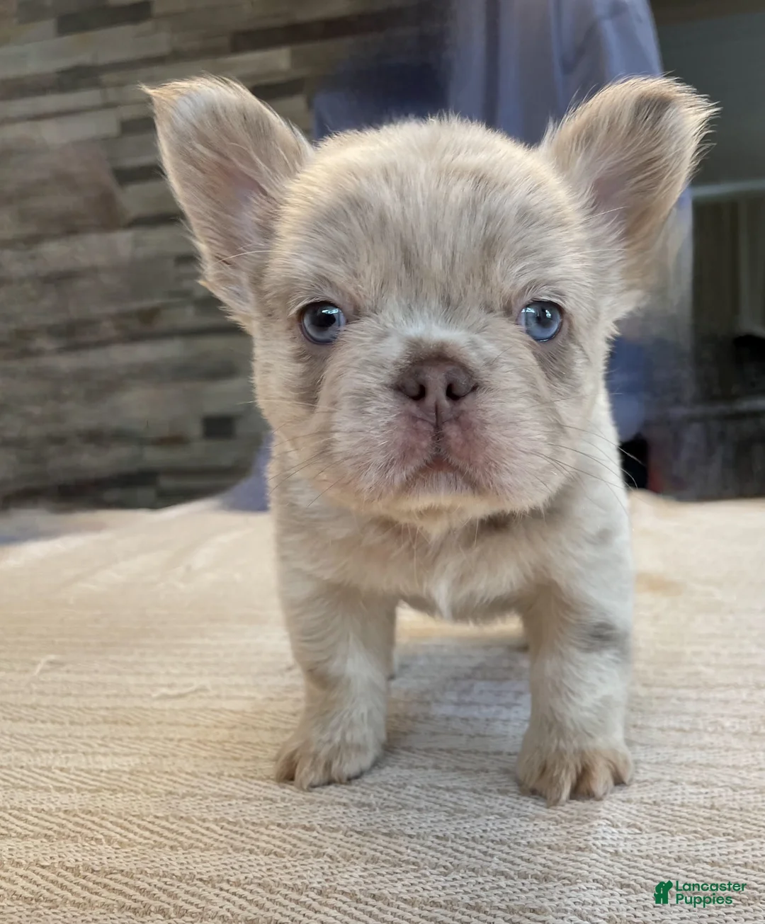 French Bulldog dogs for sale: Bingo - Ad 1