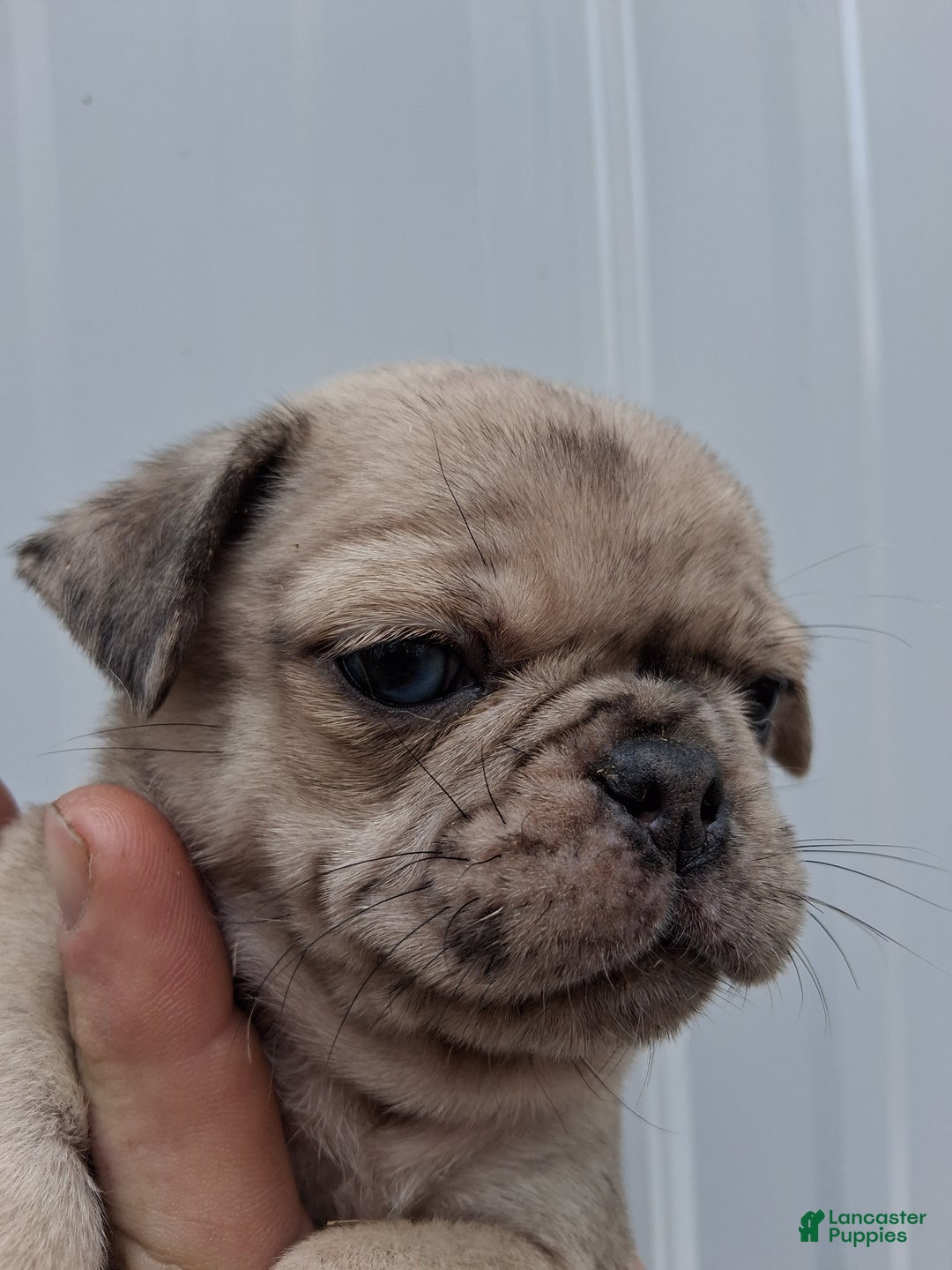 Pug dogs for sale: Maggy - Ad 3