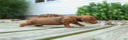 Miniature Dachshund dogs for sale: Tyson 💙 - Ad 8