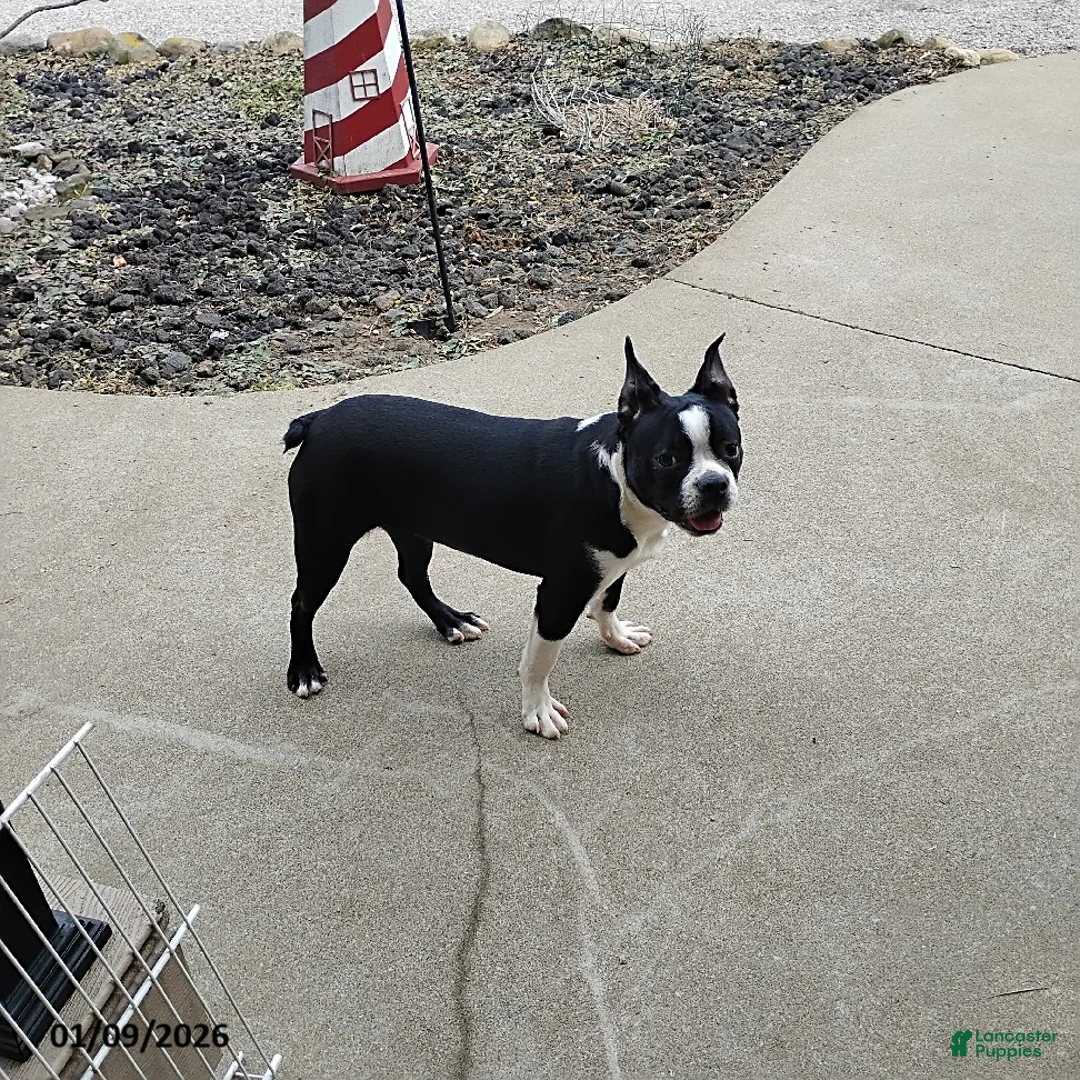Boston Terrier dogs for sale: Roselyn - Ad 6